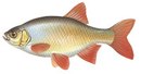 Вымпел-СК - иконка «рыбалка» в Приобье